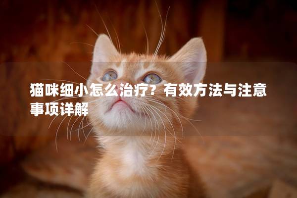 猫咪细小怎么治疗？有效方法与注意事项详解