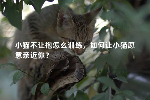 小猫不让抱怎么训练，如何让小猫愿意亲近你？