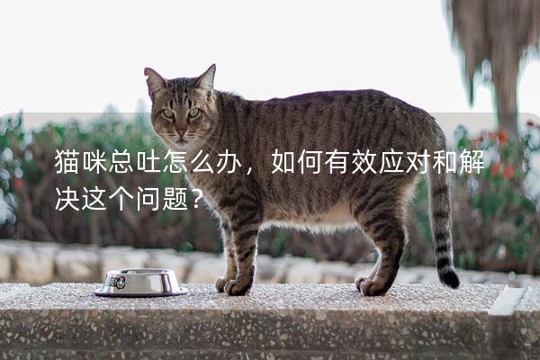 猫咪总吐怎么办，如何有效应对和解决这个问题？