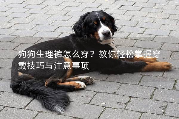 狗狗生理裤怎么穿？教你轻松掌握穿戴技巧与注意事项