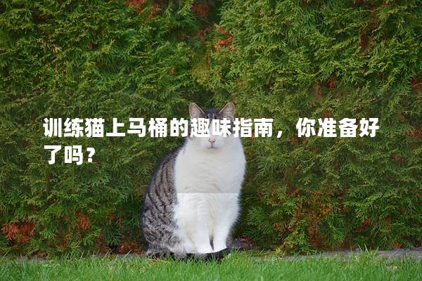 训练猫上马桶的趣味指南，你准备好了吗？