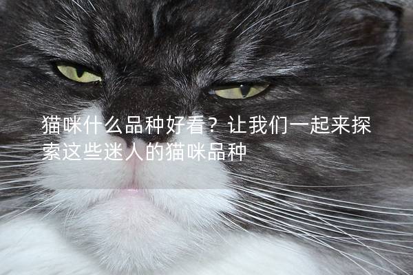 猫咪什么品种好看？让我们一起来探索这些迷人的猫咪品种