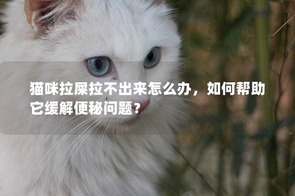 猫咪拉屎拉不出来怎么办，如何帮助它缓解便秘问题？