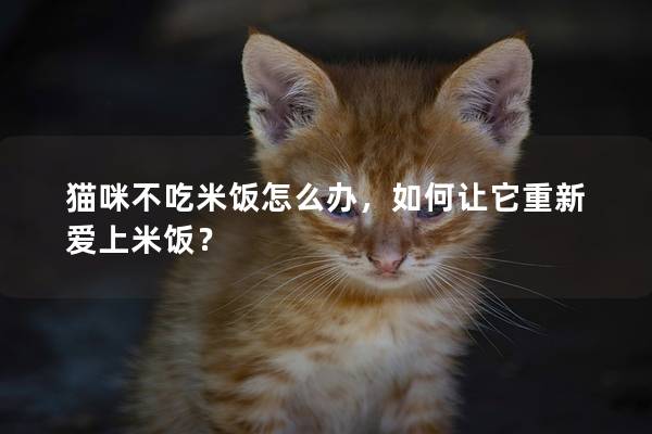 猫咪不吃米饭怎么办，如何让它重新爱上米饭？