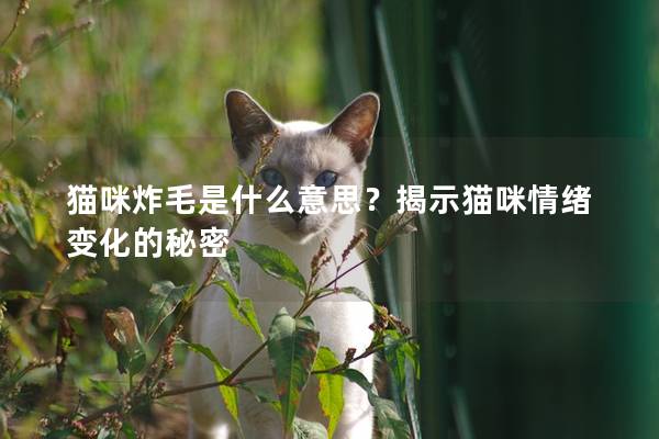 猫咪炸毛是什么意思？揭示猫咪情绪变化的秘密