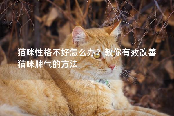 猫咪性格不好怎么办？教你有效改善猫咪脾气的方法