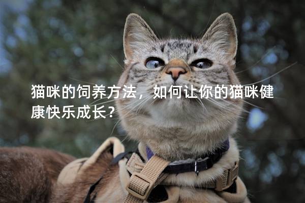 猫咪的饲养方法，如何让你的猫咪健康快乐成长？