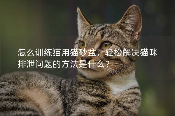 怎么训练猫用猫砂盆，轻松解决猫咪排泄问题的方法是什么？