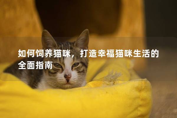 如何饲养猫咪，打造幸福猫咪生活的全面指南