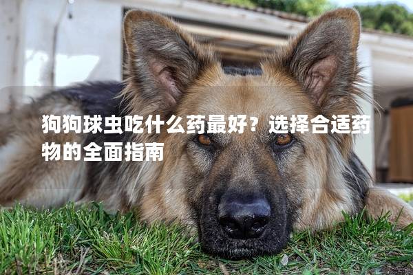 狗狗球虫吃什么药最好？选择合适药物的全面指南