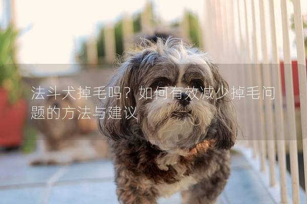 法斗犬掉毛吗？如何有效减少掉毛问题的方法与建议