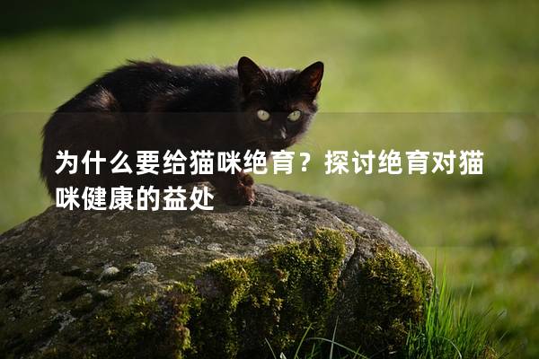 为什么要给猫咪绝育？探讨绝育对猫咪健康的益处