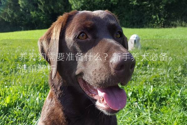 养狗狗需要准备什么？新手养犬必备清单解析