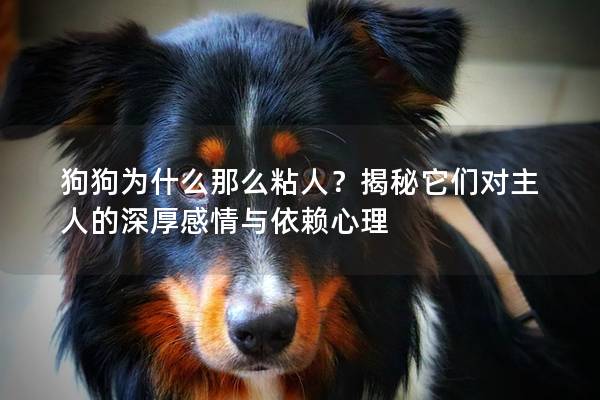 狗狗为什么那么粘人？揭秘它们对主人的深厚感情与依赖心理