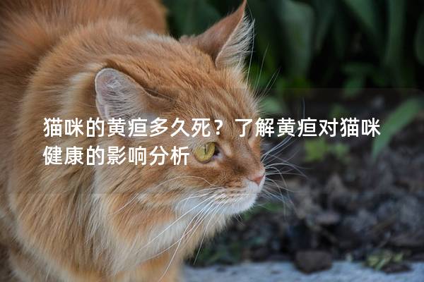 猫咪的黄疸多久死？了解黄疸对猫咪健康的影响分析