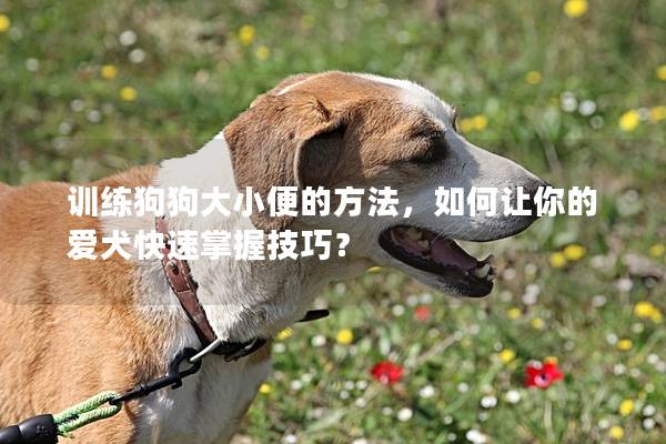 训练狗狗大小便的方法，如何让你的爱犬快速掌握技巧？