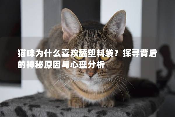 猫咪为什么喜欢舔塑料袋？探寻背后的神秘原因与心理分析