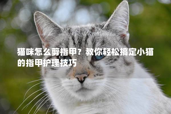 猫咪怎么剪指甲？教你轻松搞定小猫的指甲护理技巧