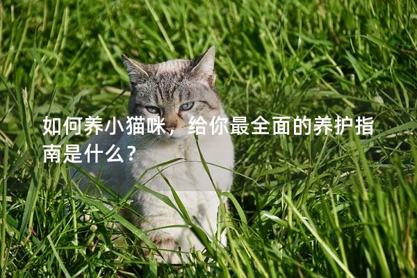 如何养小猫咪，给你最全面的养护指南是什么？