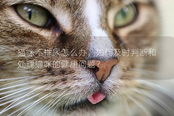 猫咪不排尿怎么办，如何及时判断和处理猫咪的健康问题？