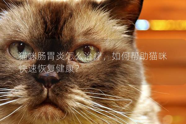 猫咪肠胃炎怎么治疗，如何帮助猫咪快速恢复健康？