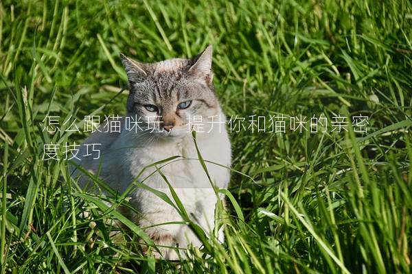 怎么跟猫咪玩，提升你和猫咪的亲密度技巧