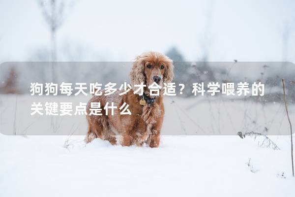 狗狗每天吃多少才合适？科学喂养的关键要点是什么