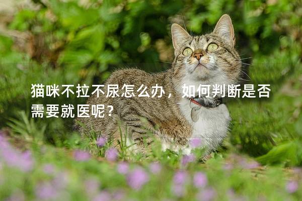 猫咪不拉不尿怎么办，如何判断是否需要就医呢？