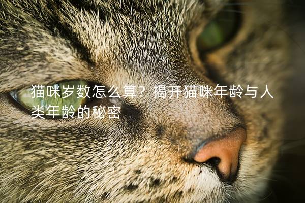 猫咪岁数怎么算？揭开猫咪年龄与人类年龄的秘密