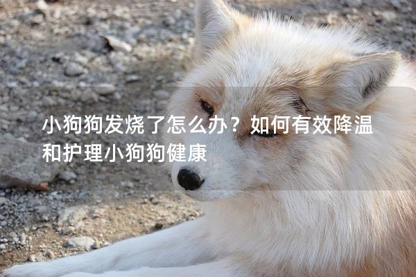 小狗狗发烧了怎么办？如何有效降温和护理小狗狗健康