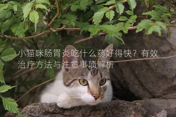 小猫咪肠胃炎吃什么药好得快？有效治疗方法与注意事项解析