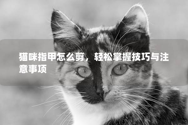 猫咪指甲怎么剪，轻松掌握技巧与注意事项