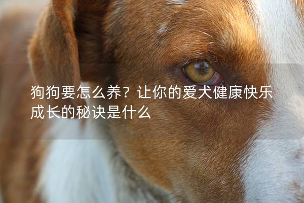 狗狗要怎么养？让你的爱犬健康快乐成长的秘诀是什么