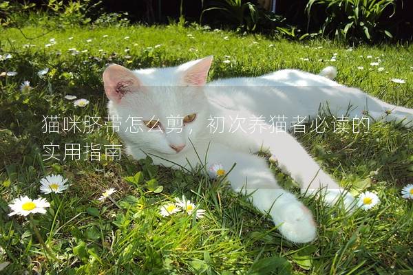 猫咪脐带怎么剪，初次养猫者必读的实用指南