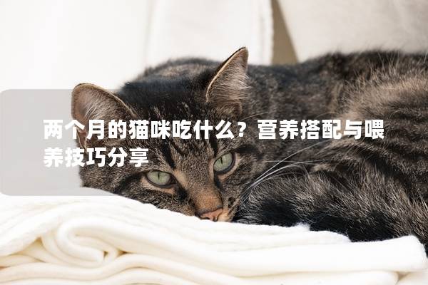 两个月的猫咪吃什么？营养搭配与喂养技巧分享