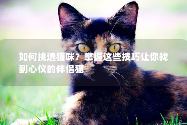 如何挑选猫咪？掌握这些技巧让你找到心仪的伴侣猫