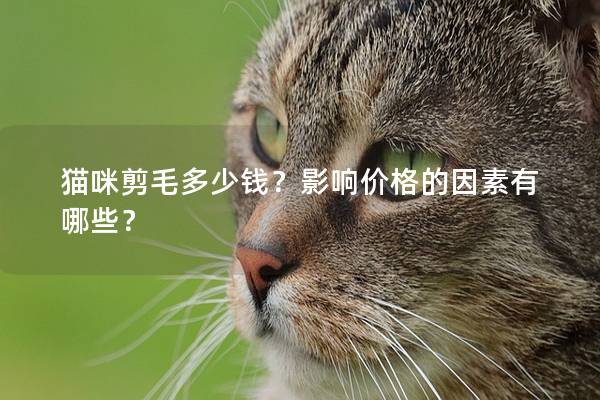 猫咪剪毛多少钱？影响价格的因素有哪些？