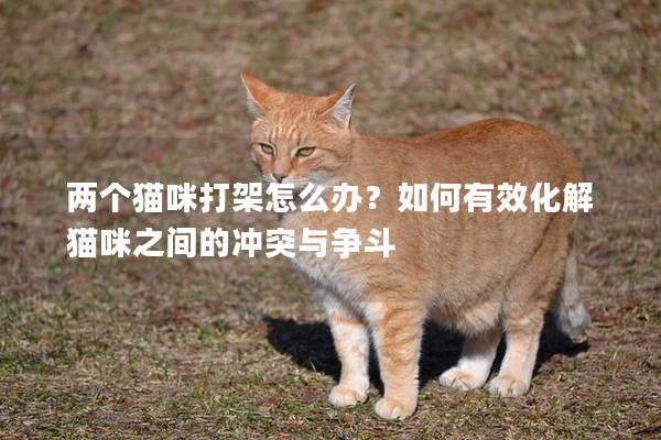 两个猫咪打架怎么办？如何有效化解猫咪之间的冲突与争斗