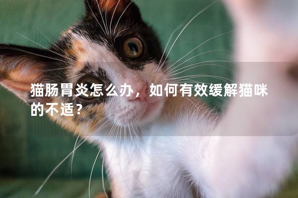 猫肠胃炎怎么办，如何有效缓解猫咪的不适？