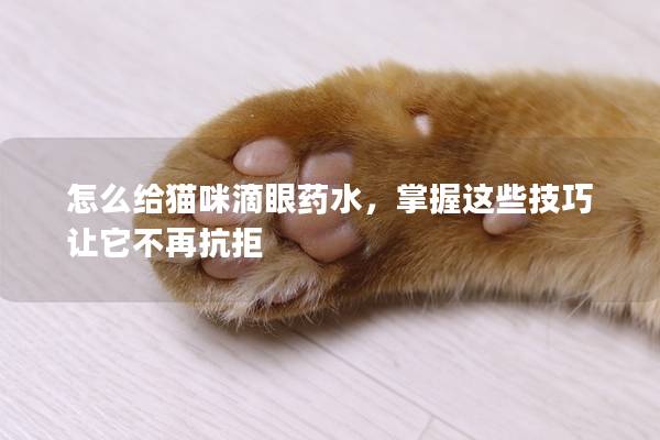 怎么给猫咪滴眼药水，掌握这些技巧让它不再抗拒