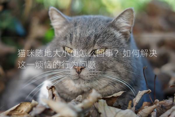 猫咪随地大小便怎么回事？如何解决这一烦恼的行为问题