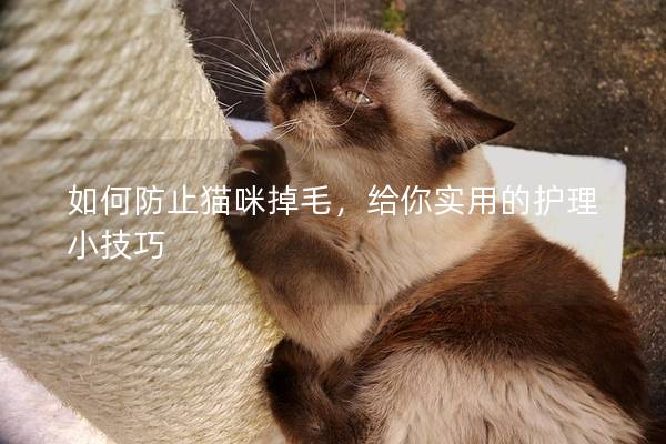 如何防止猫咪掉毛，给你实用的护理小技巧