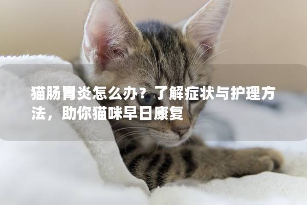 猫肠胃炎怎么办？了解症状与护理方法，助你猫咪早日康复