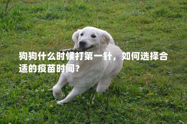 狗狗什么时候打第一针，如何选择合适的疫苗时间？