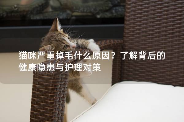 猫咪严重掉毛什么原因？了解背后的健康隐患与护理对策