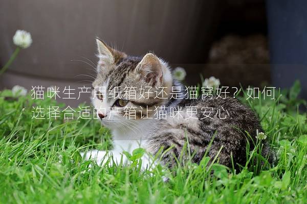 猫咪生产用纸箱好还是猫窝好？如何选择合适的产箱让猫咪更安心