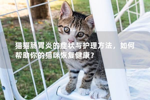 猫猫肠胃炎的症状与护理方法，如何帮助你的猫咪恢复健康？