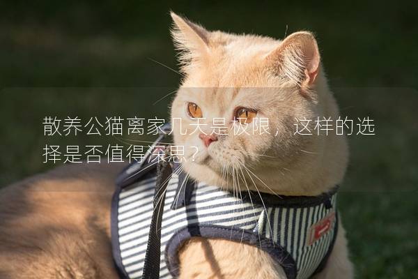 散养公猫离家几天是极限，这样的选择是否值得深思？