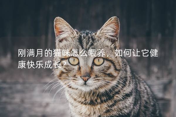 刚满月的猫咪怎么喂养，如何让它健康快乐成长？