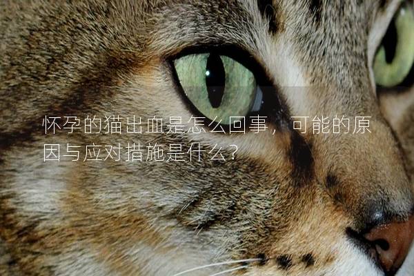 怀孕的猫出血是怎么回事，可能的原因与应对措施是什么？